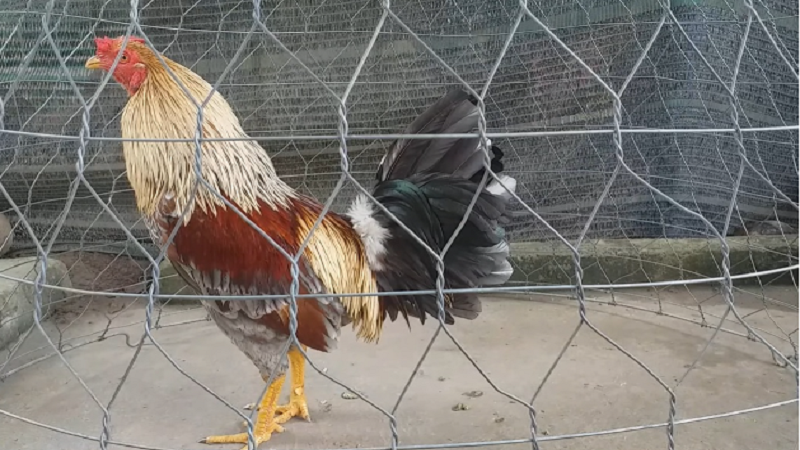 Cách Nuôi Gà Đá Chân Mạnh 2025 Bí Quyết Toàn Diện Từ Chuyên Gia Jun88